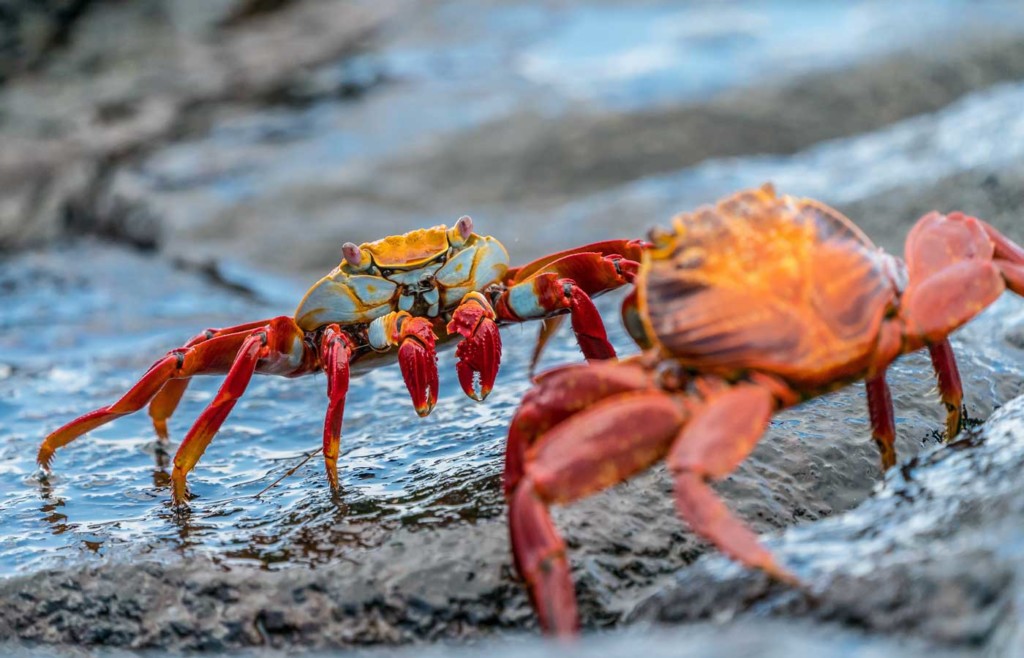 Sally lightfoot crab - Galapagos Conservation Trust and Humboldt