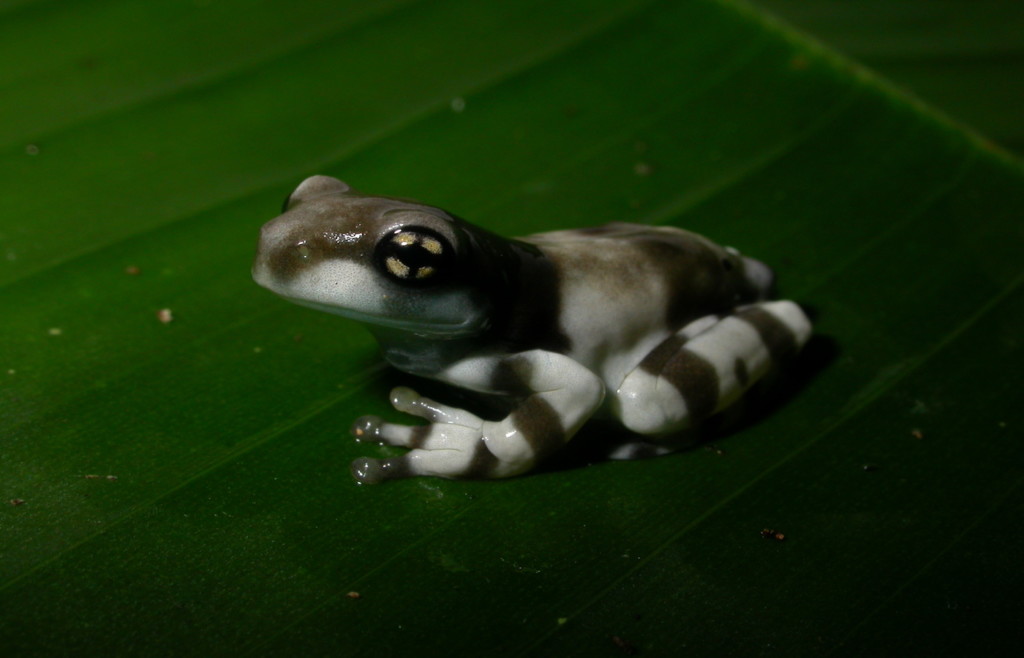 Wildlife at Sacha Lodge - Ecuadorian Amazon