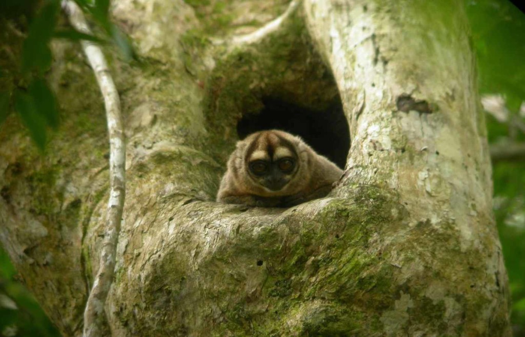 Wildlife at Sacha Lodge - Monkey