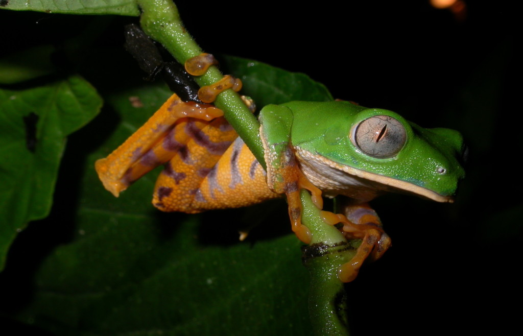 Wildlife at Sacha Lodge - Frog