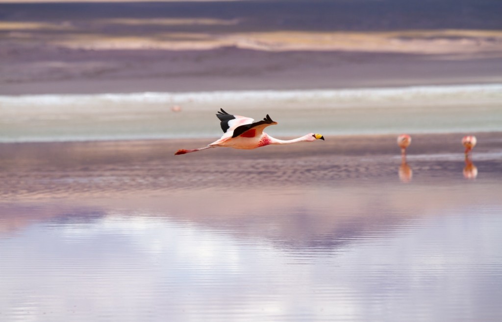 Flamingos around the Salar de Uyuni