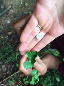 Foraging in Paraty, Brazil - family holidays to Brazil