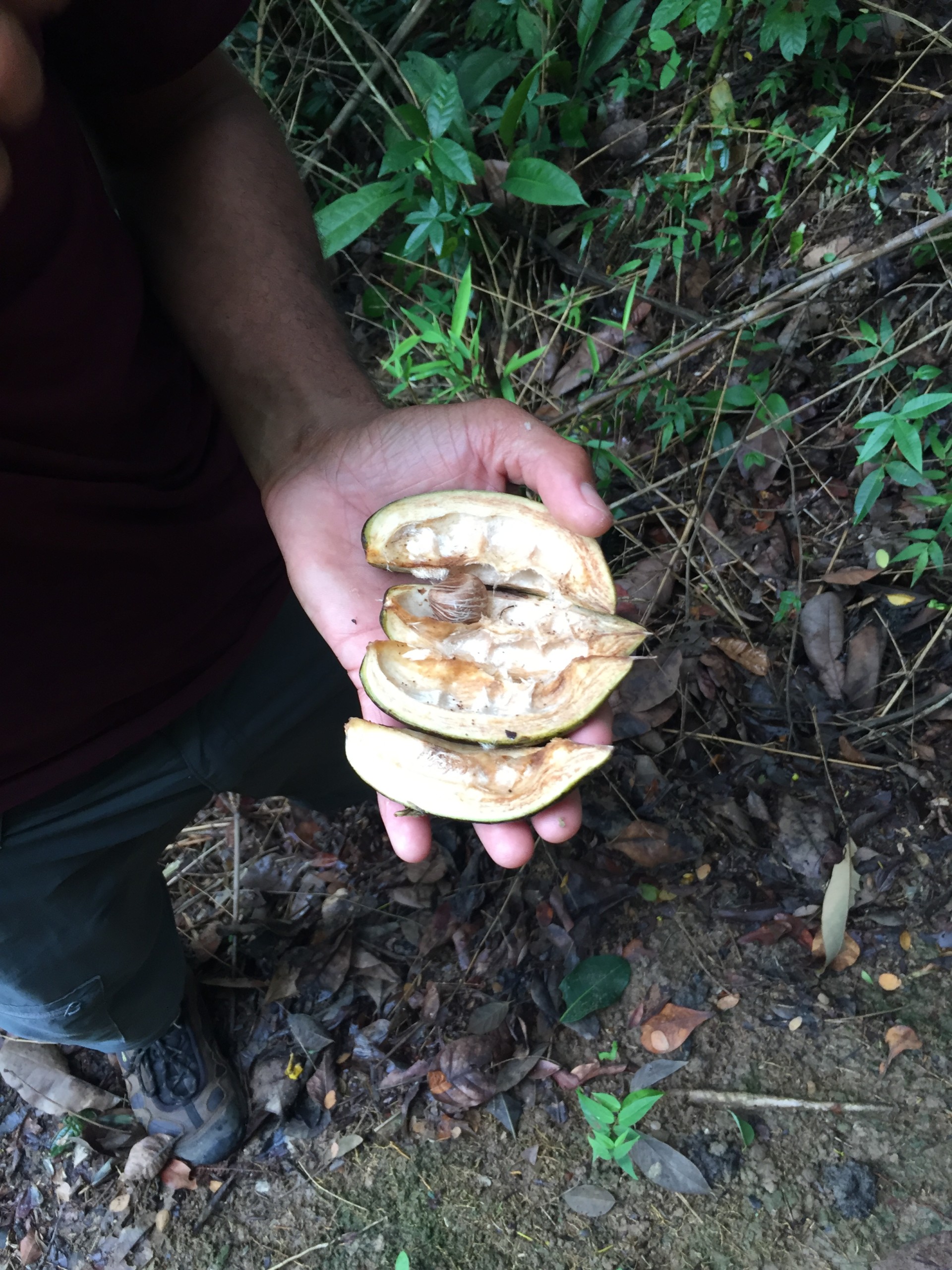 Foraging in Paraty, Brazil - family holidays to Brazil