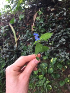 Foraging in Paraty, Brazil - family holidays to Brazil