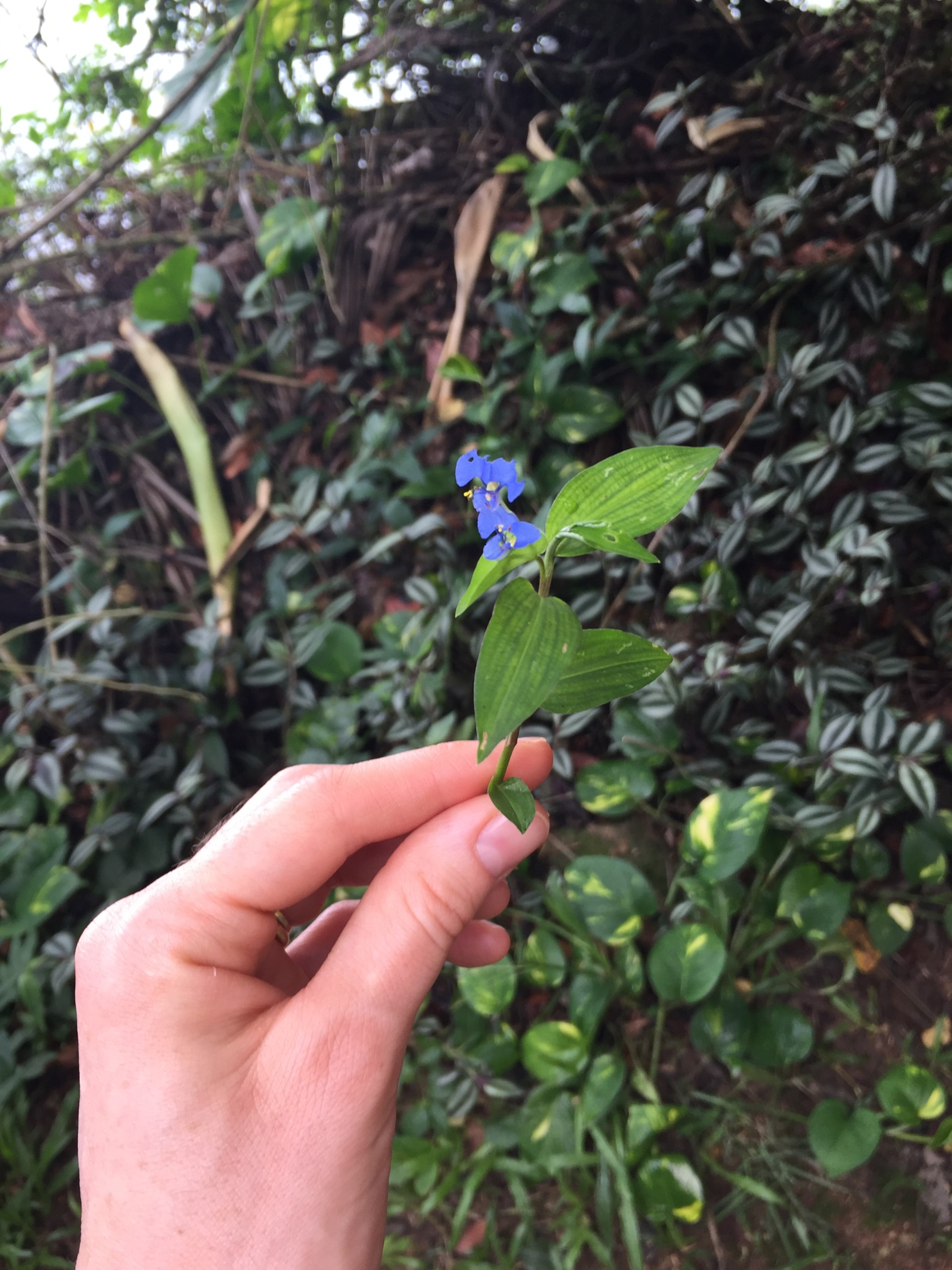 Foraging in Paraty, Brazil - family holidays to Brazil