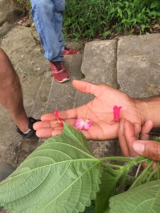 Foraging in Paraty, Brazil - family holidays to Brazil