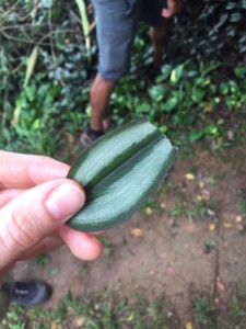 Foraging in Paraty, Brazil - family holidays to Brazil