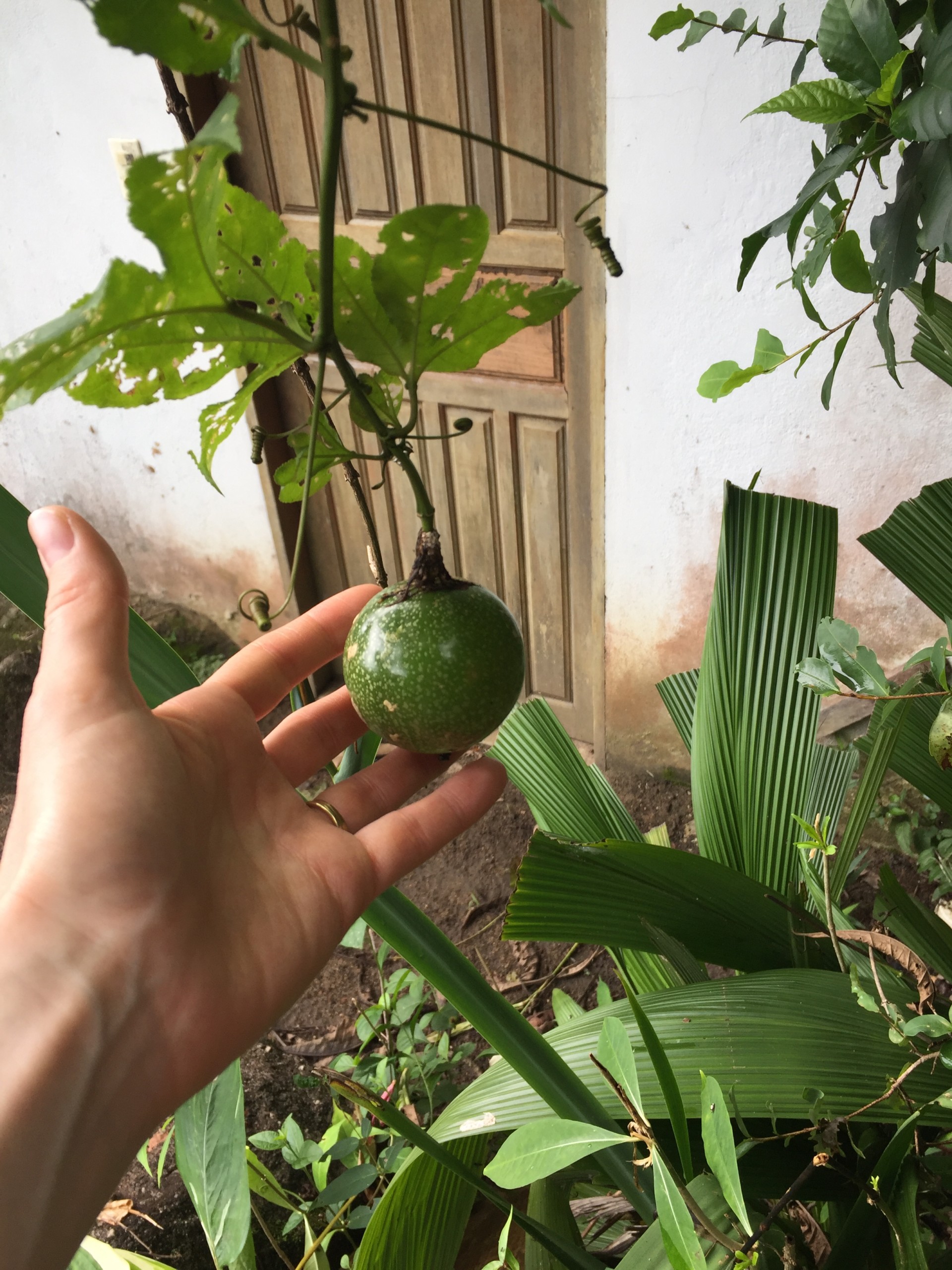 Foraging in Paraty, Brazil - family holidays to Brazil