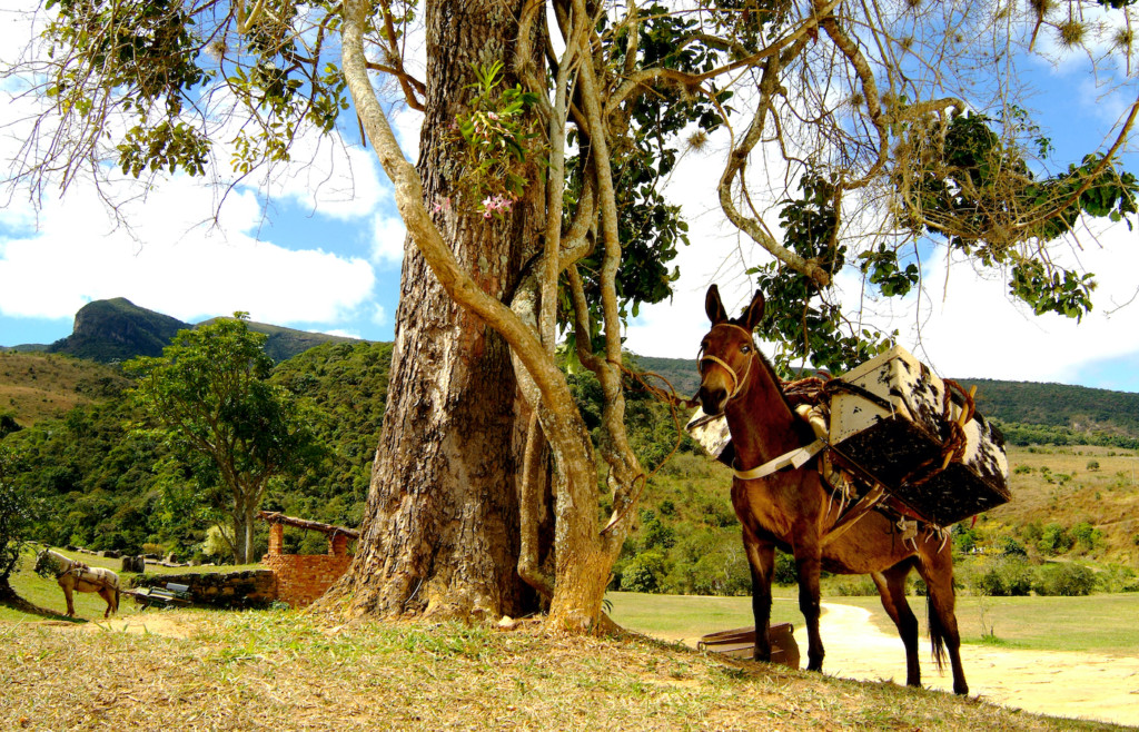 A donkey at the Comuna do Ibitipoca, Minas Gerais