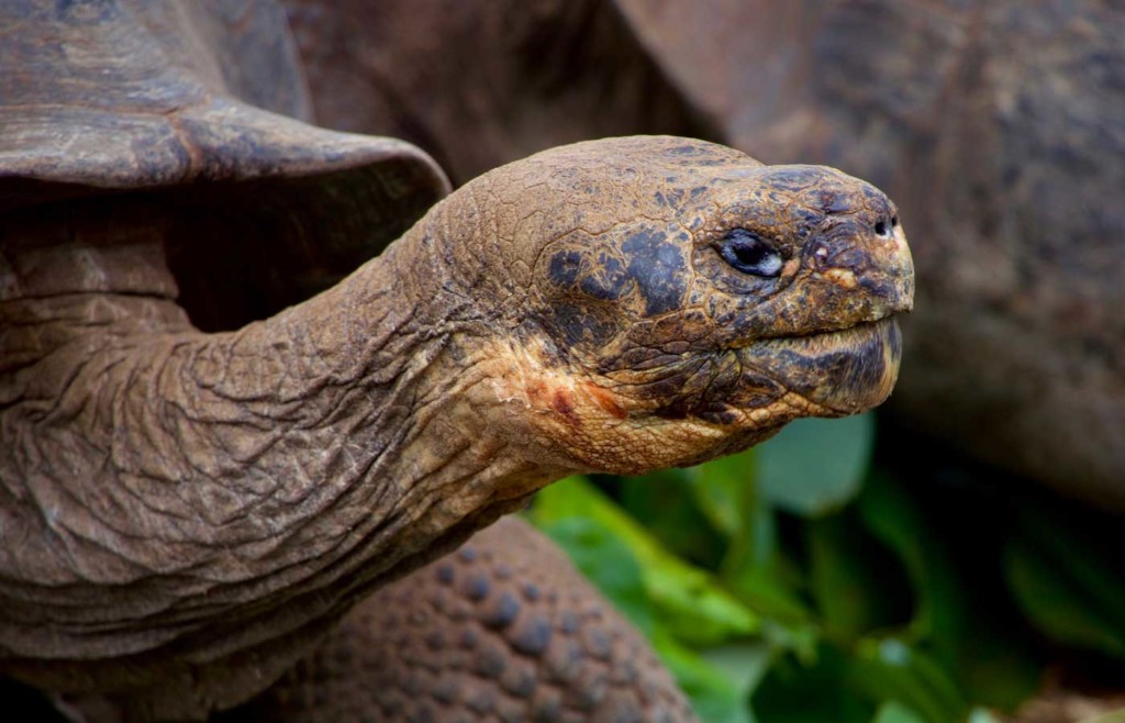 Giant tortoise - Galapagos Conservation Trust and Humboldt