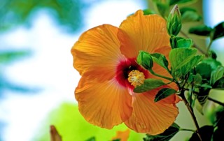 Hibiscus flower in Brazil