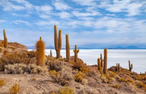 Incahuasi Island - Salar de Uyuni