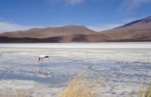 Andean Lagoons - luxury tours of the Salar de Uyuni