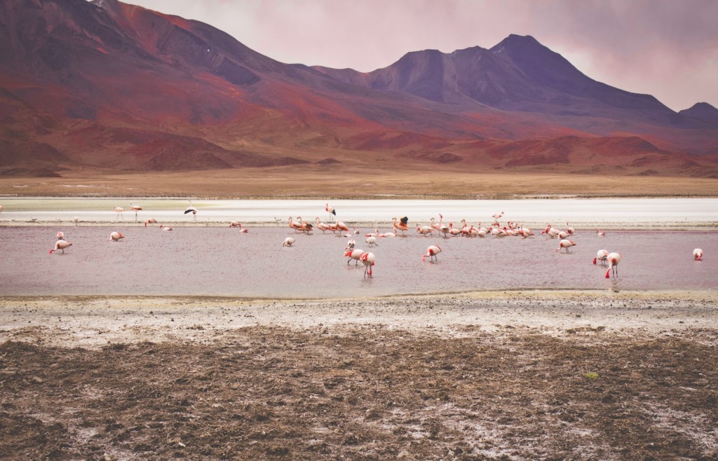 Lagoons in Bolivia - Flamingos