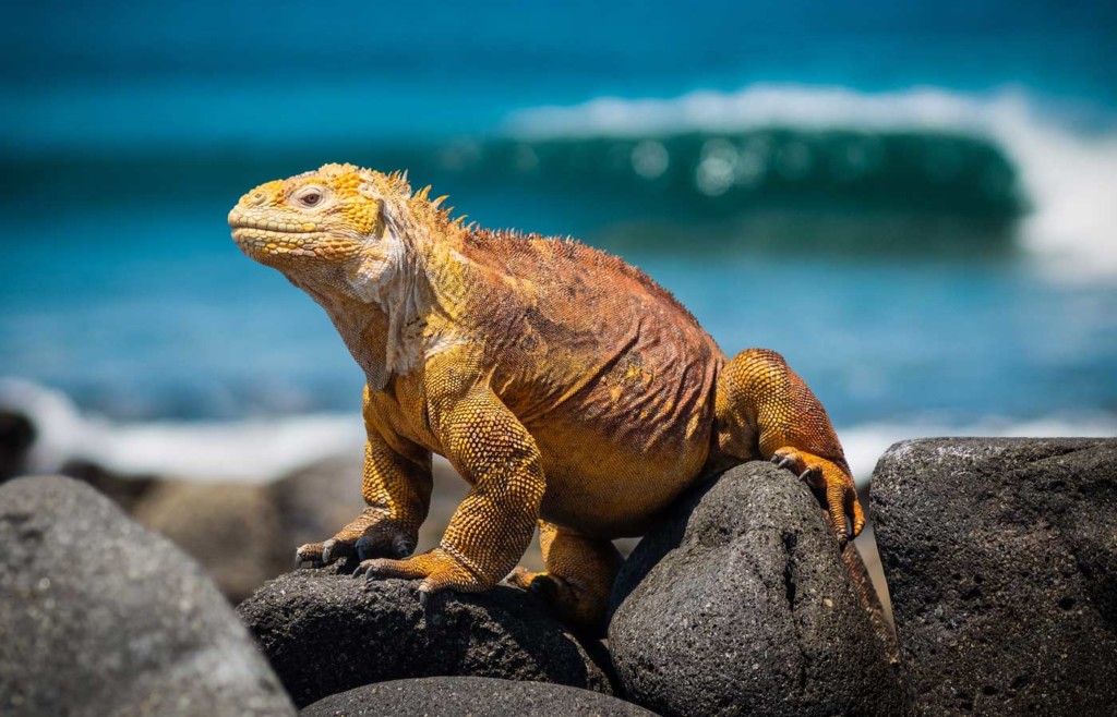 Land Iguana - Galapagos Conservation Trust and Humboldt