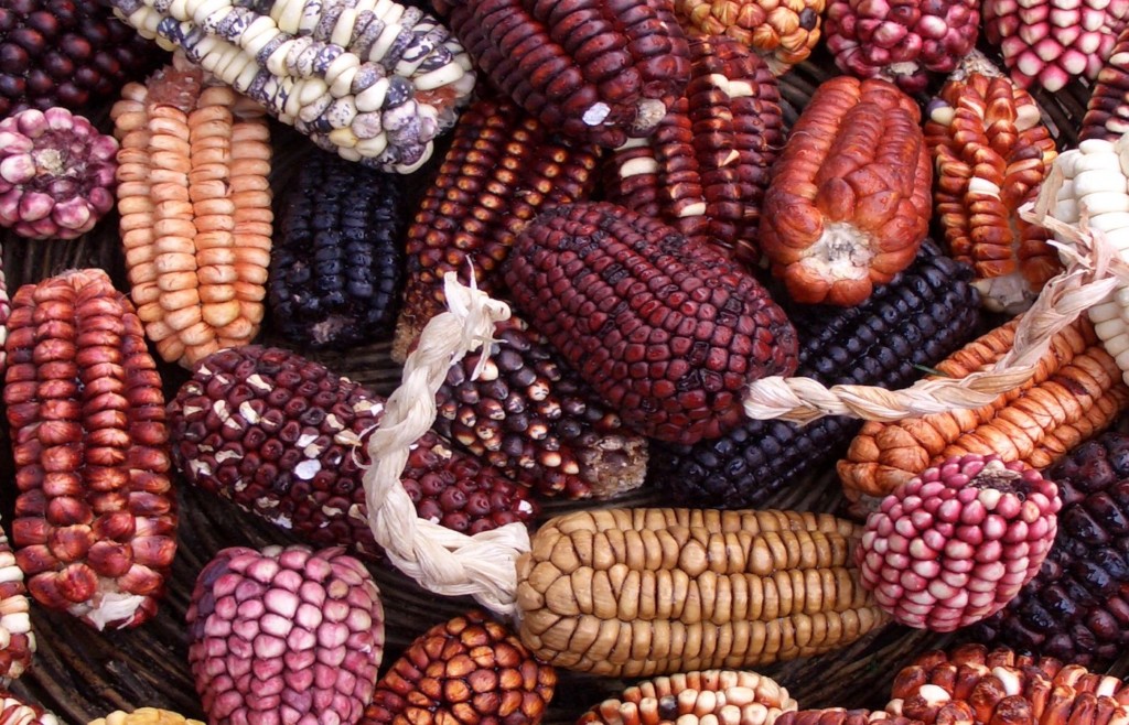 Peruvian Corn - Foodie tours