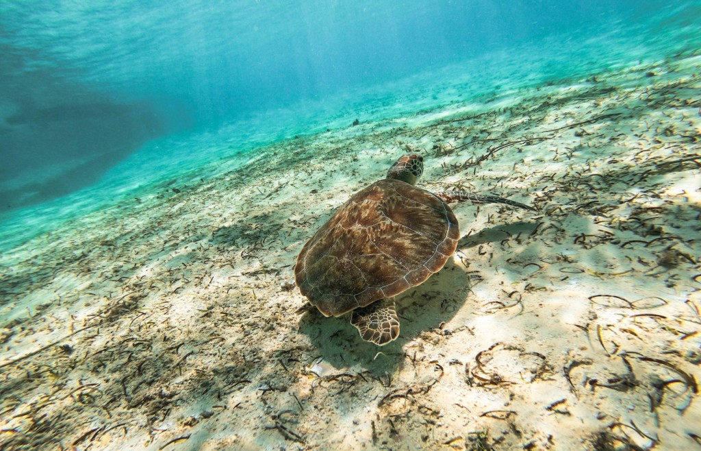 Sea turtles in the waters surrounding Providencia, Colombia