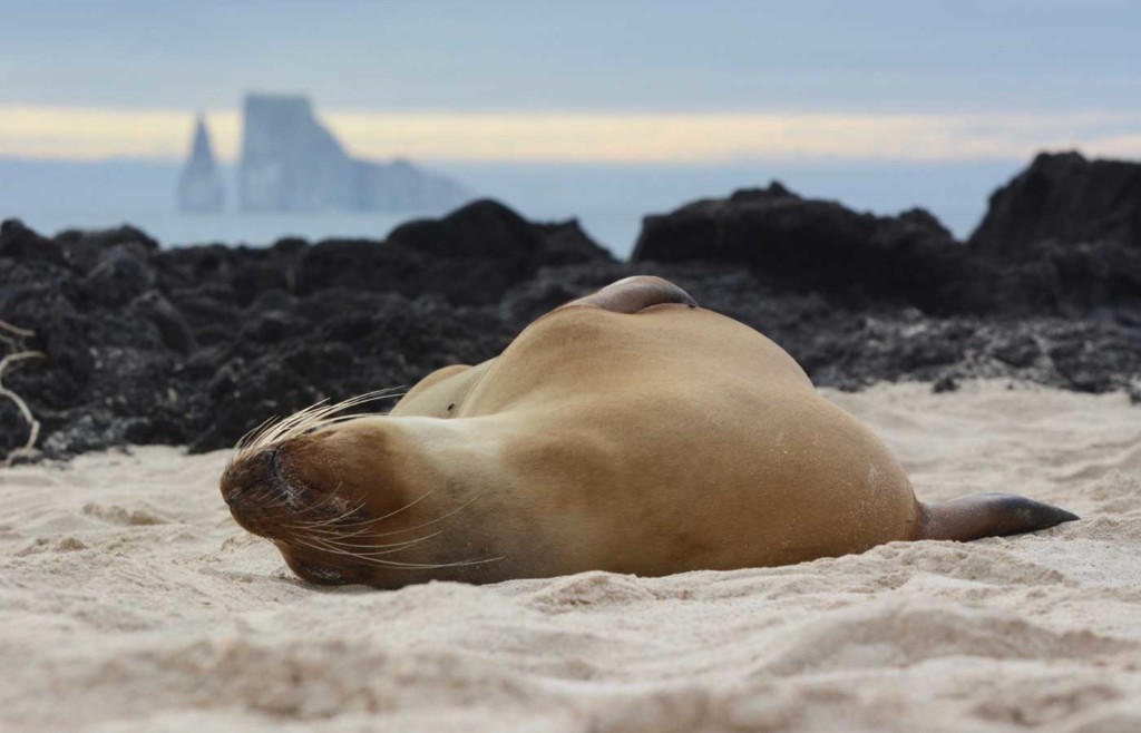 Sea lion - Galapagos Conservation Trust and Humboldt