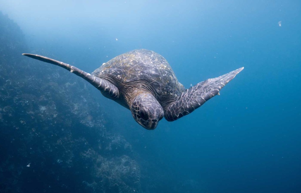 Sea turtle - Galapagos Conservation Trust and Humboldt