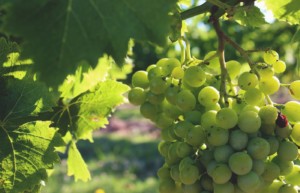 Uruguay winery