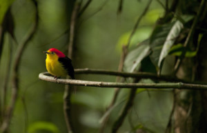 Wire-tailed Manakin (M), Pipra filicauda, Amazon Lowland Rainforest, Ecuador