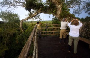 The observation tower at Sacha Lodge - Ecuadorian Amazon