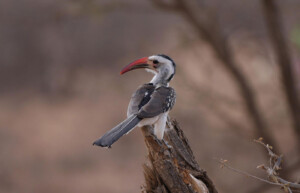 African hornbill, Samburu National Park, Kenya