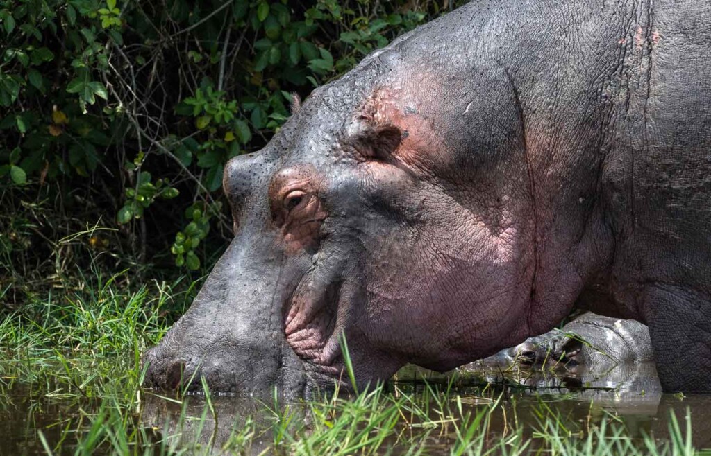 Hippo, Akagera National Park, Rwanda