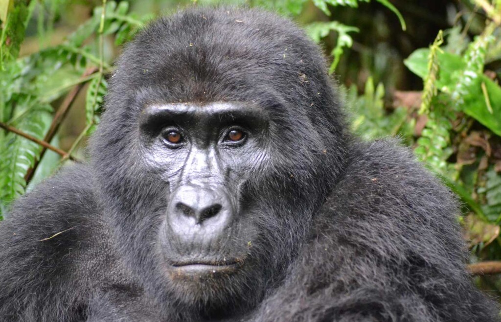 Luxury holidays to Bwindi National Park, Uganda