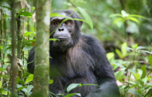 Chimpanzee, Uganda