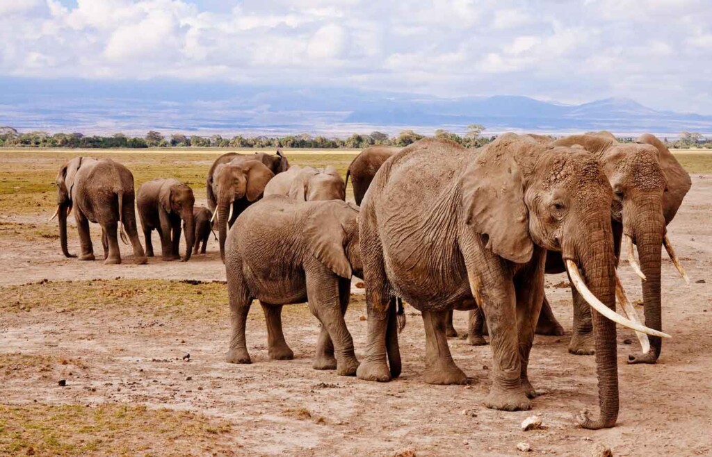 Luxury holidays to Amboseli National Park
