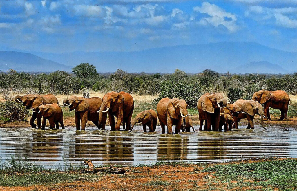 Elephants,-Kruger-National Park, South Africa