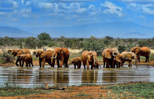 Elephants,-Kruger-National Park, South Africa