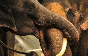 Elephants, Thailand