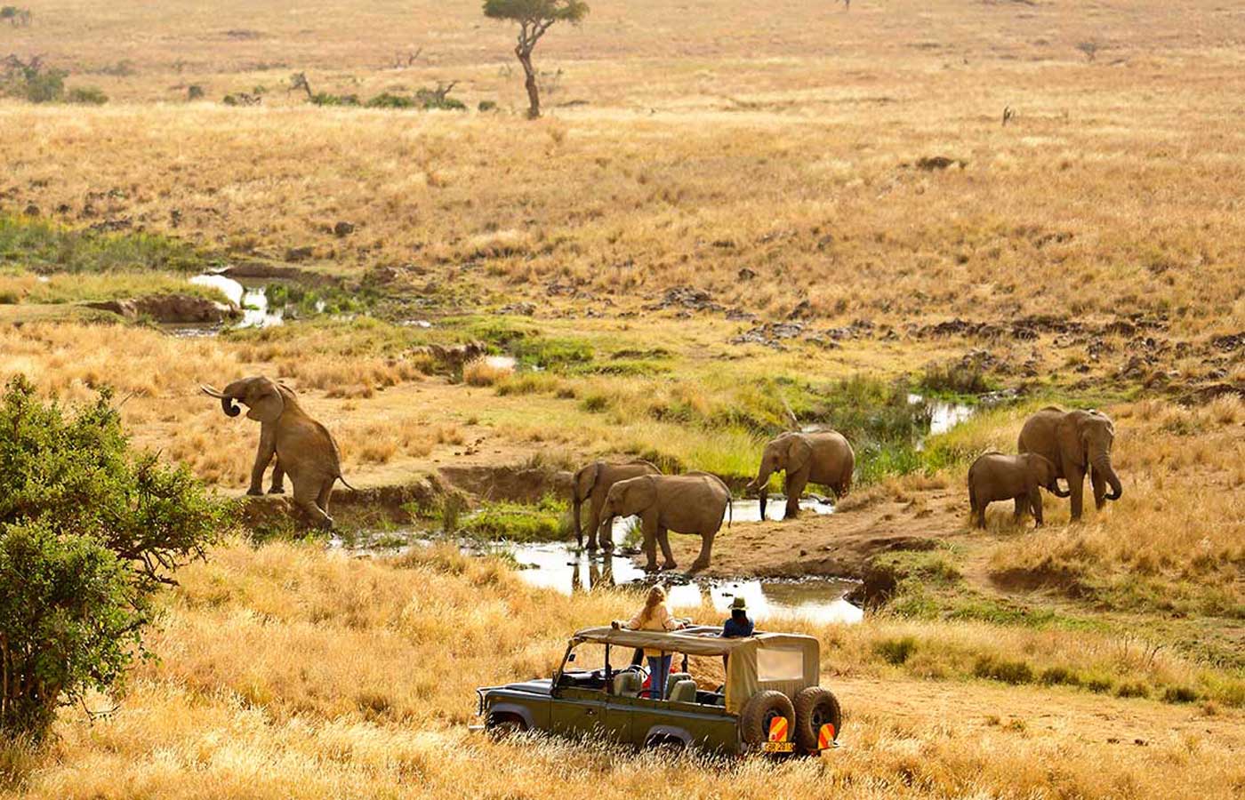Elephants, Lewa National Park, Kenya