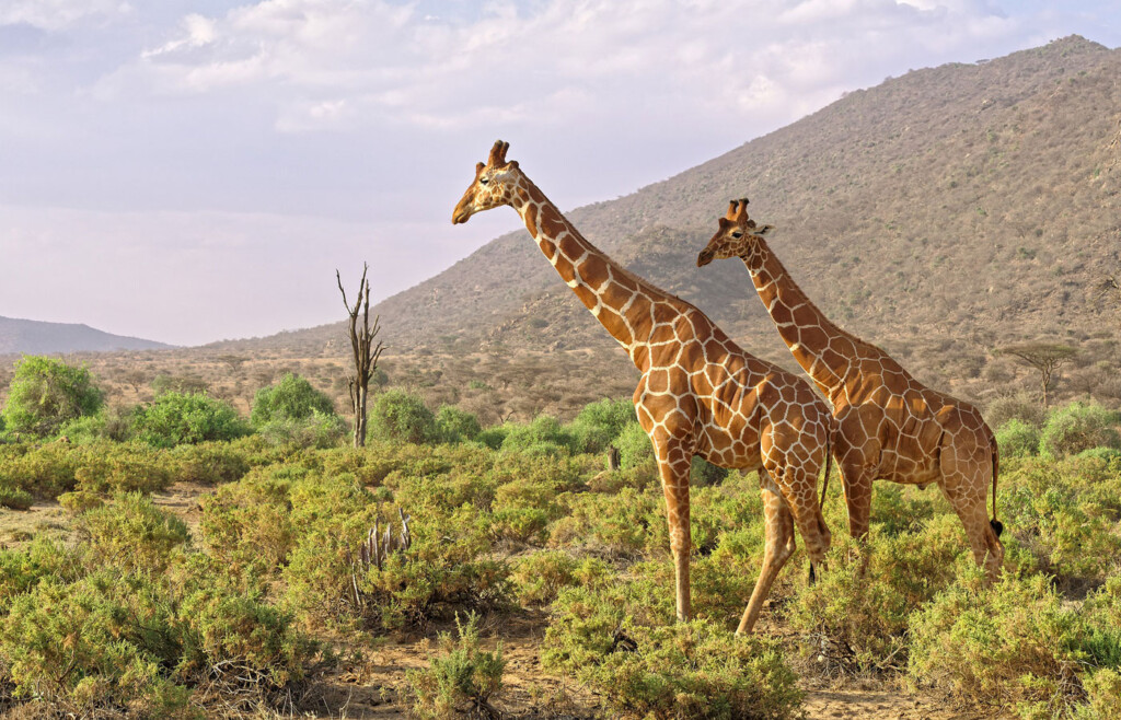 Luxury holidays to Samburu National Park, Kenya