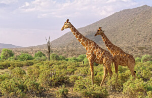 Giraffes, Samburu National Park, Kenya