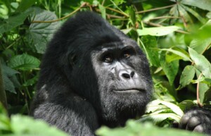 Gorilla, Mgahinga National Park, Uganda