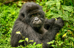 Gorilla, Volcanoes National Park, Rwanda