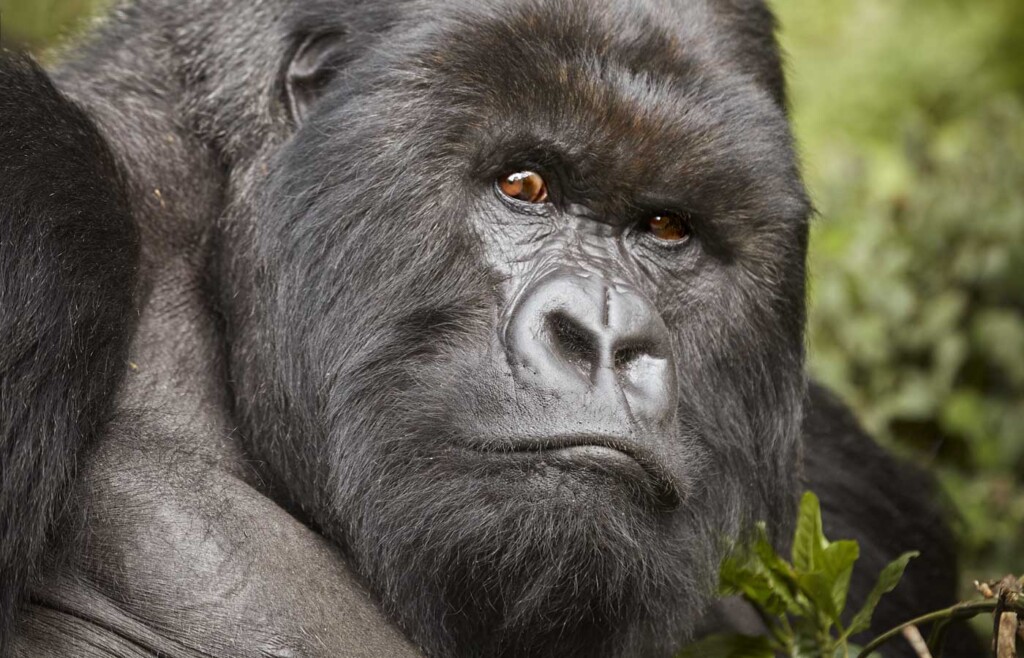 Gorilla, Volcanoes National Park, Rwanda