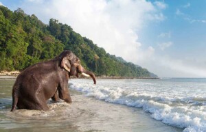 Elephant, Havelock Island, Andaman Islands, India