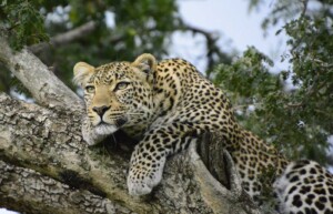 Leopard, Meru National Park, Kenya