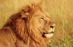 Lion, Kenya