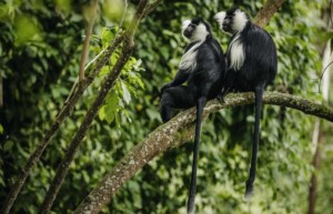 Colobus Monkeys, Nyungwe National Park, Rwanda