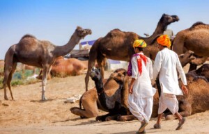 Pushkar Camel Fair, Pushkar, Rajasthan, India
