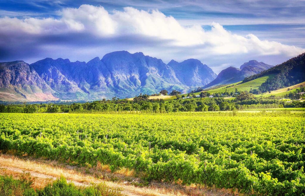 Stellenbosch vineyards, South Africa