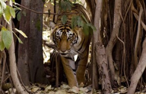Tiger, Ranthambore National Park, India