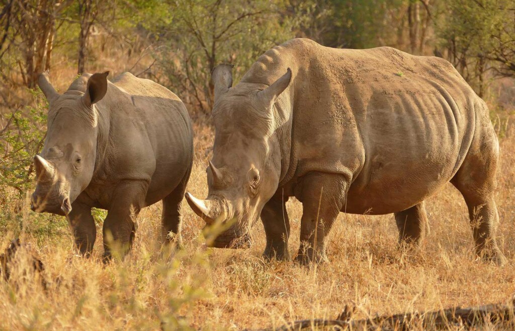 Luxury holidays to Mount Kenya National Park