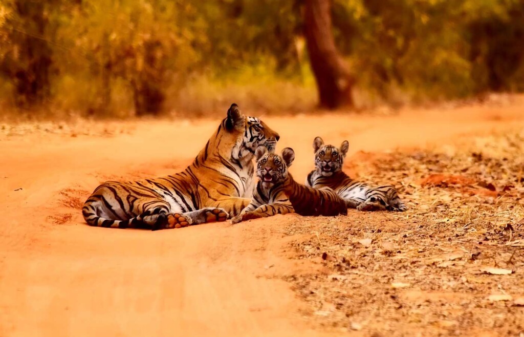 Tigers, Bandhavgarh National Park, India