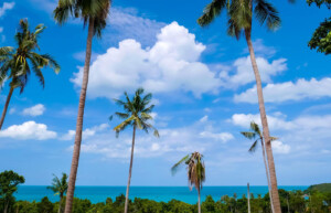 Palm trees. Koh Samui, Thailand